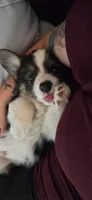 Ivy, a female Cardigan Welsh Corgi and Pembroke Welsh Corgi for sale in Palmdale, CA – 1 of 5