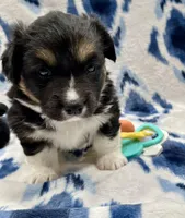 Clover, a female Cardigan Welsh Corgi and Pembroke Welsh Corgi for sale in Palmdale, CA – Photo 2 of 5