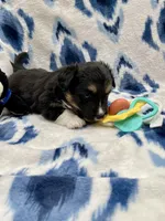 Clover, a female Cardigan Welsh Corgi and Pembroke Welsh Corgi for sale in Palmdale, CA – Photo 4 of 5