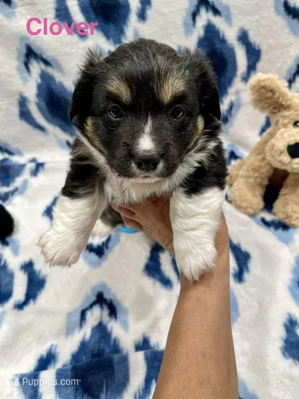 Clover – Cardigan Welsh Corgi, Pembroke Welsh Corgi puppy for sale in Palmdale, CA