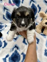 Clover, a female Cardigan Welsh Corgi and Pembroke Welsh Corgi for sale in Palmdale, CA – Photo 1 of 5