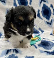 Clover, a female Cardigan Welsh Corgi and Pembroke Welsh Corgi for sale in Palmdale, CA – Photo 3 of 5