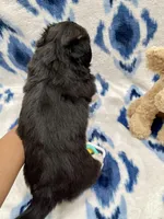 Clover, a female Cardigan Welsh Corgi and Pembroke Welsh Corgi for sale in Palmdale, CA – Photo 5 of 5