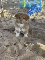 Lily, a female Cardigan Welsh Corgi and Pembroke Welsh Corgi for sale in Palmdale, CA – 10 of 10