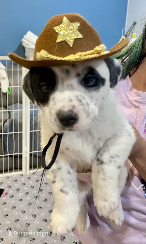  Last 2 Cowboy corgi male, a male Australian Cattle Dog and Pembroke Welsh Corgi for sale in Palmdale, CA – 1 of 9