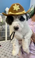  Last 2 Cowboy corgi male, a male Australian Cattle Dog and Pembroke Welsh Corgi for sale in Palmdale, CA – 1 of 9