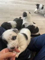  Last 2 Cowboy corgi male, a male Australian Cattle Dog and Pembroke Welsh Corgi for sale in Palmdale, CA – 5 of 9