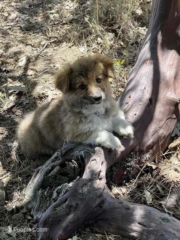 Lily – Cardigan Welsh Corgi, Pembroke Welsh Corgi puppy for sale in Palmdale, CA