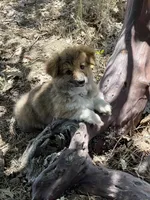 Lily, a female Cardigan Welsh Corgi and Pembroke Welsh Corgi for sale in Palmdale, CA – 3 of 10