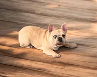 Romeo, a male French Bulldog for sale in Deltona, FL – 2 of 3