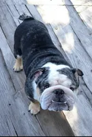 Tank, a male English Bulldog for sale in Deltona, FL – 3 of 3