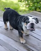 Tank, a male English Bulldog for sale in Deltona, FL – 2 of 3