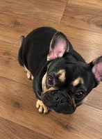 Onexx, a female French Bulldog for sale in Deltona, FL – 3 of 3