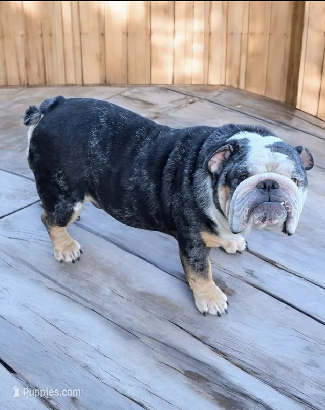 Tank – English Bulldog puppy for sale in Deltona, FL