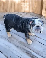 Tank, a male English Bulldog for sale in Deltona, FL – 1 of 3