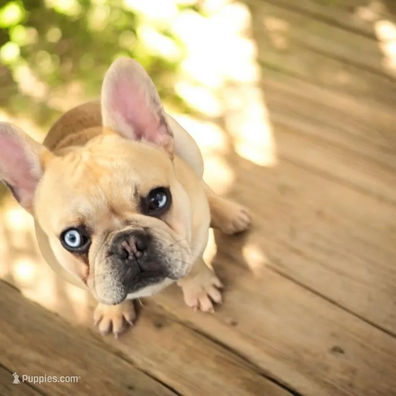 Romeo – French Bulldog puppy for sale in Deltona, FL