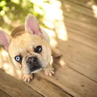 Romeo, a male French Bulldog for sale in Deltona, FL – 1 of 3