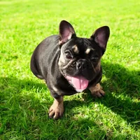 Onexx, a female French Bulldog for sale in Deltona, FL – 2 of 3