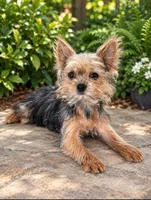 Gem, a female Yorkshire Terrier for sale in Deltona, FL – 2 of 2