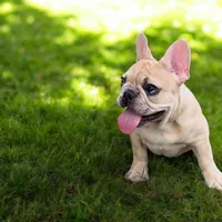 Romeo, a male French Bulldog for sale in Deltona, FL – 3 of 3