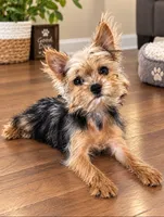 Gem, a female Yorkshire Terrier for sale in Deltona, FL – 1 of 2