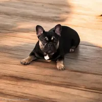 Onexx, a female French Bulldog for sale in Deltona, FL – 1 of 3