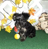 Toy Snorkie Green, a female Miniature Schnauzer and Yorkshire Terrier for sale in Antlers, OK – 2 of 5