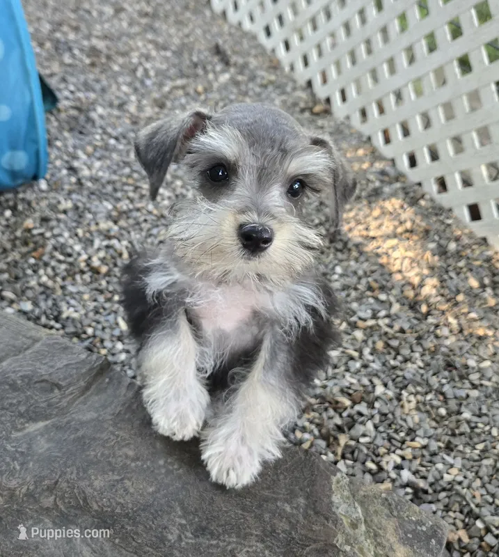 Toy Savy – Miniature Schnauzer puppy for sale in Antlers, OK