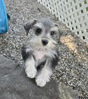 Toy Savy, a female Miniature Schnauzer for sale in Antlers, OK – 1 of 2