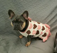 Sweet Zuzu, a female French Bulldog for sale in Antlers, OK – 2 of 7