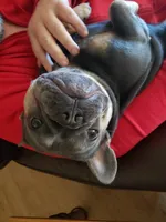 Sweet Zuzu, a female French Bulldog for sale in Antlers, OK – 4 of 7