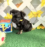 Toy Snorkie Orange, a female Miniature Schnauzer and Yorkshire Terrier for sale in Antlers, OK – Photo 2 of 5