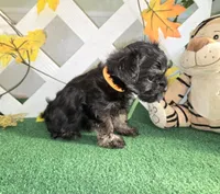 Toy Snorkie Orange, a female Miniature Schnauzer and Yorkshire Terrier for sale in Antlers, OK – Photo 3 of 5