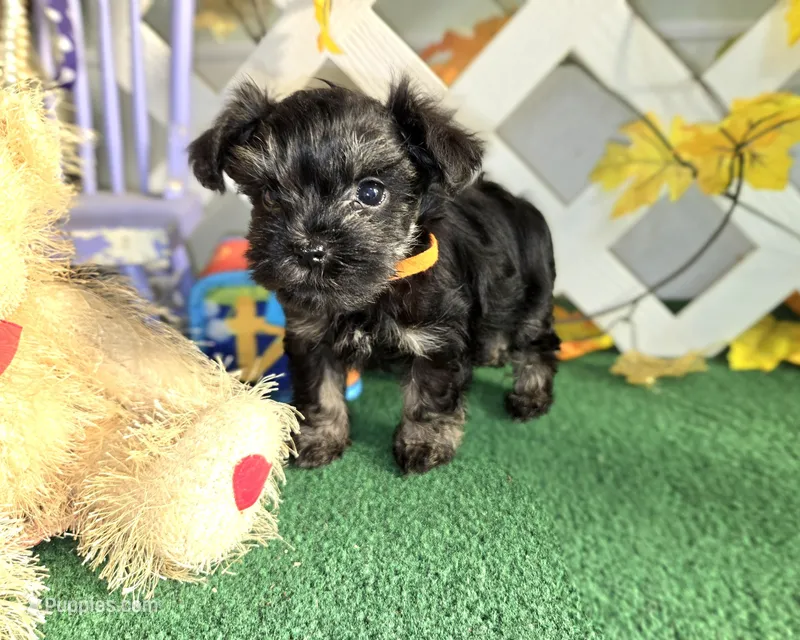 Toy Snorkie Orange – Miniature Schnauzer, Yorkshire Terrier puppy for sale in Antlers, OK