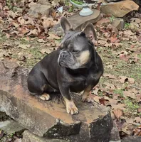 Sweet Zuzu, a female French Bulldog for sale in Antlers, OK – 6 of 7