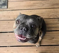 Sweet Zuzu, a female French Bulldog for sale in Antlers, OK – 7 of 7