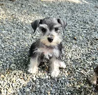 Toy Savy, a female Miniature Schnauzer for sale in Antlers, OK – 2 of 2