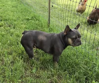 Sweet Zuzu, a female French Bulldog for sale in Antlers, OK – 5 of 7