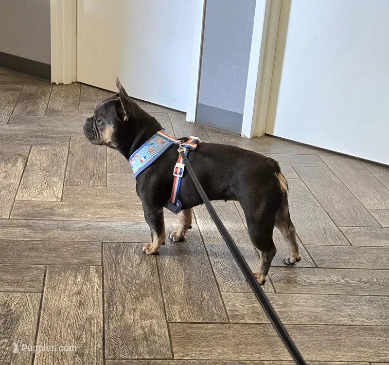 Sweet Zuzu – French Bulldog puppy for sale in Antlers, OK