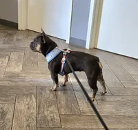 Sweet Zuzu, a female French Bulldog for sale in Antlers, OK – 1 of 7