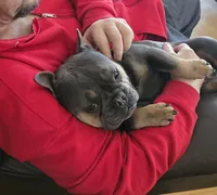 Sweet Zuzu, a female French Bulldog for sale in Antlers, OK – 3 of 7