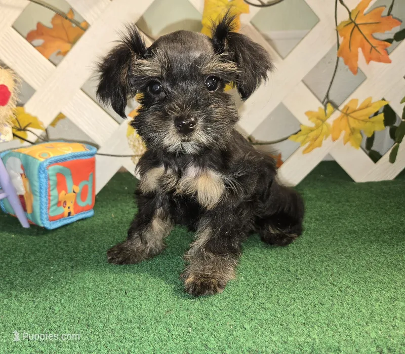 Toy Snorkie Green – Miniature Schnauzer, Yorkshire Terrier puppy on hold in Antlers, OK