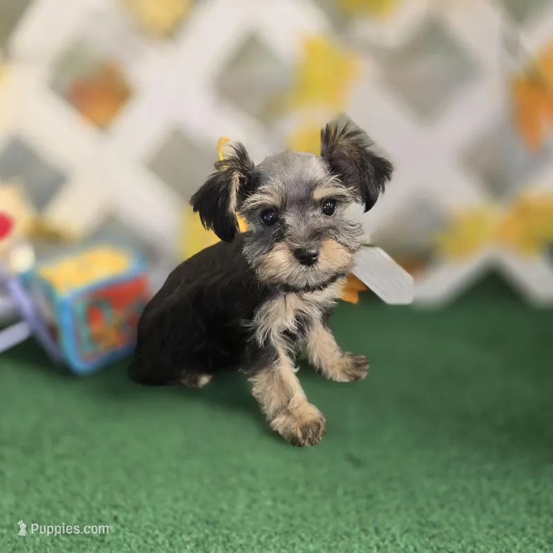 Toy Snorkie Silver – Miniature Schnauzer, Yorkshire Terrier puppy for sale in Antlers, OK