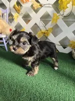 Toy Snorkie Silver, a female Miniature Schnauzer and Yorkshire Terrier for sale in Antlers, OK – Photo 3 of 5