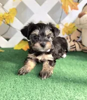 Toy Snorkie Silver, a female Miniature Schnauzer and Yorkshire Terrier for sale in Antlers, OK – Photo 2 of 5