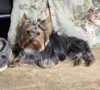 Toy Snorkie Silver, a female Miniature Schnauzer and Yorkshire Terrier for sale in Antlers, OK – Photo 4 of 5