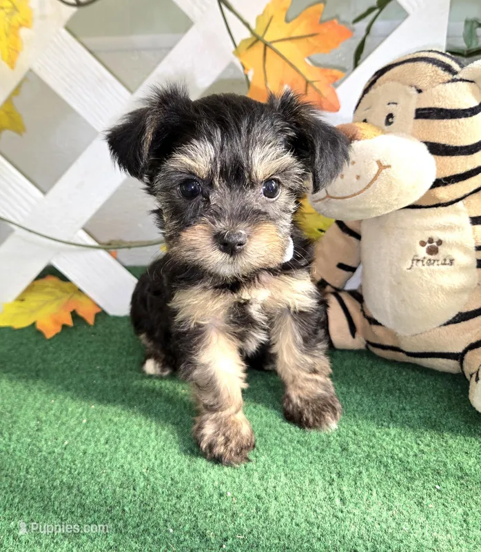 Toy Snorkie Silver – Miniature Schnauzer, Yorkshire Terrier puppy for sale in Antlers, OK
