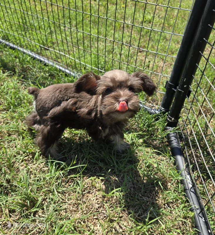 Toy Liver Tan – Miniature Schnauzer puppy for sale in Antlers, OK