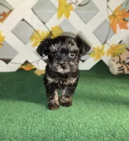 Toy Snorkie Green, a female Miniature Schnauzer and Yorkshire Terrier for sale in Antlers, OK – Photo 2 of 5