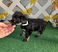 Toy Snorkie Green, a female Miniature Schnauzer and Yorkshire Terrier for sale in Antlers, OK – Photo 3 of 5